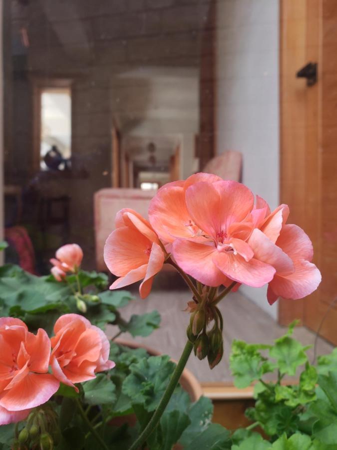 Casa Carmen Hotel San Cristóbal de Las Casas Eksteriør billede